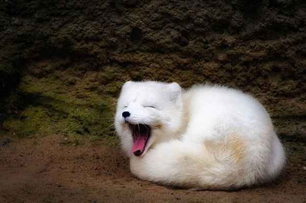 Cutest Thing You'll See All Day