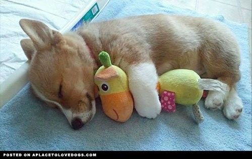 Cutest Thing You'll See All Day