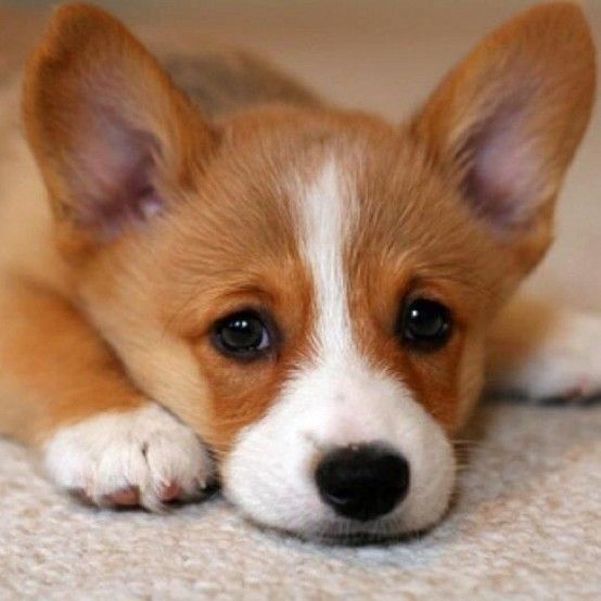 Cutest Thing You'll See All Day