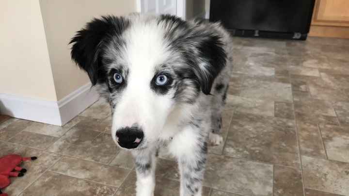 Let me see those fur babies!