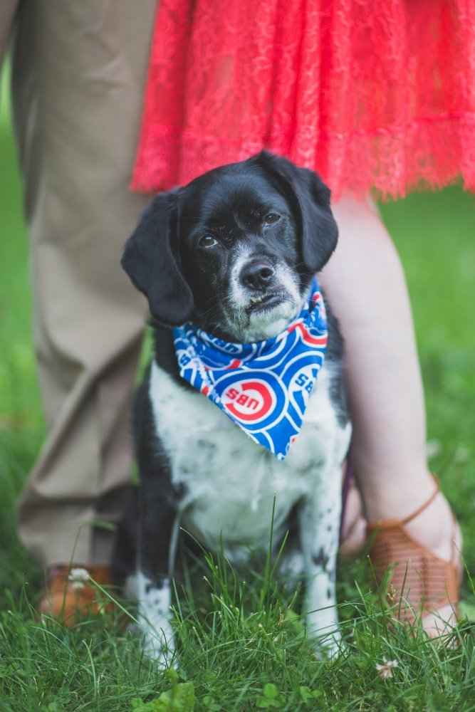 Dog engagement pictures - 2