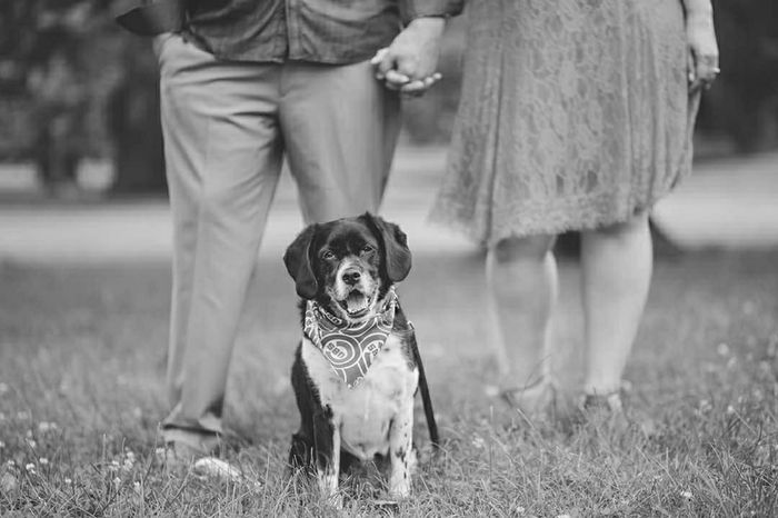  Dogs in E-pics - 2