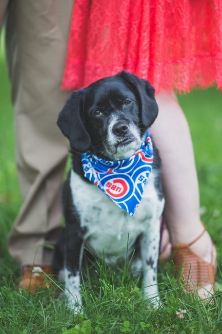 Dog engagement pictures - 2