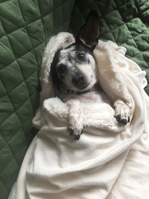 Furbaby pick me up