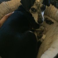 Nwr- show me your fur babies