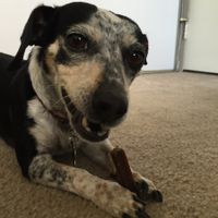 Furbabies?(non wedding post)