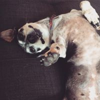 Puppies, puppies, and more puppies!!!