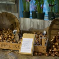  Flower Seeds/favors - 1