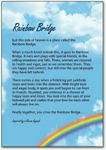 NWR- my dog passed away