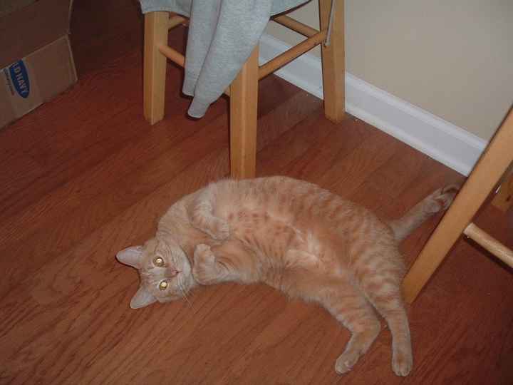 NWR:  It's Feline Friday...