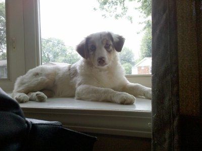 *NWR* Show me your pets/animals! *PICS*