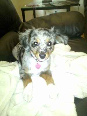 *NWR* Show me your pets/animals! *PICS*