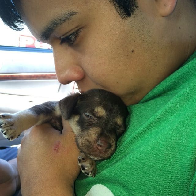 PUPPY FEVER!