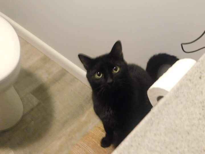 NWR: Tomorrow is National Cat Day!