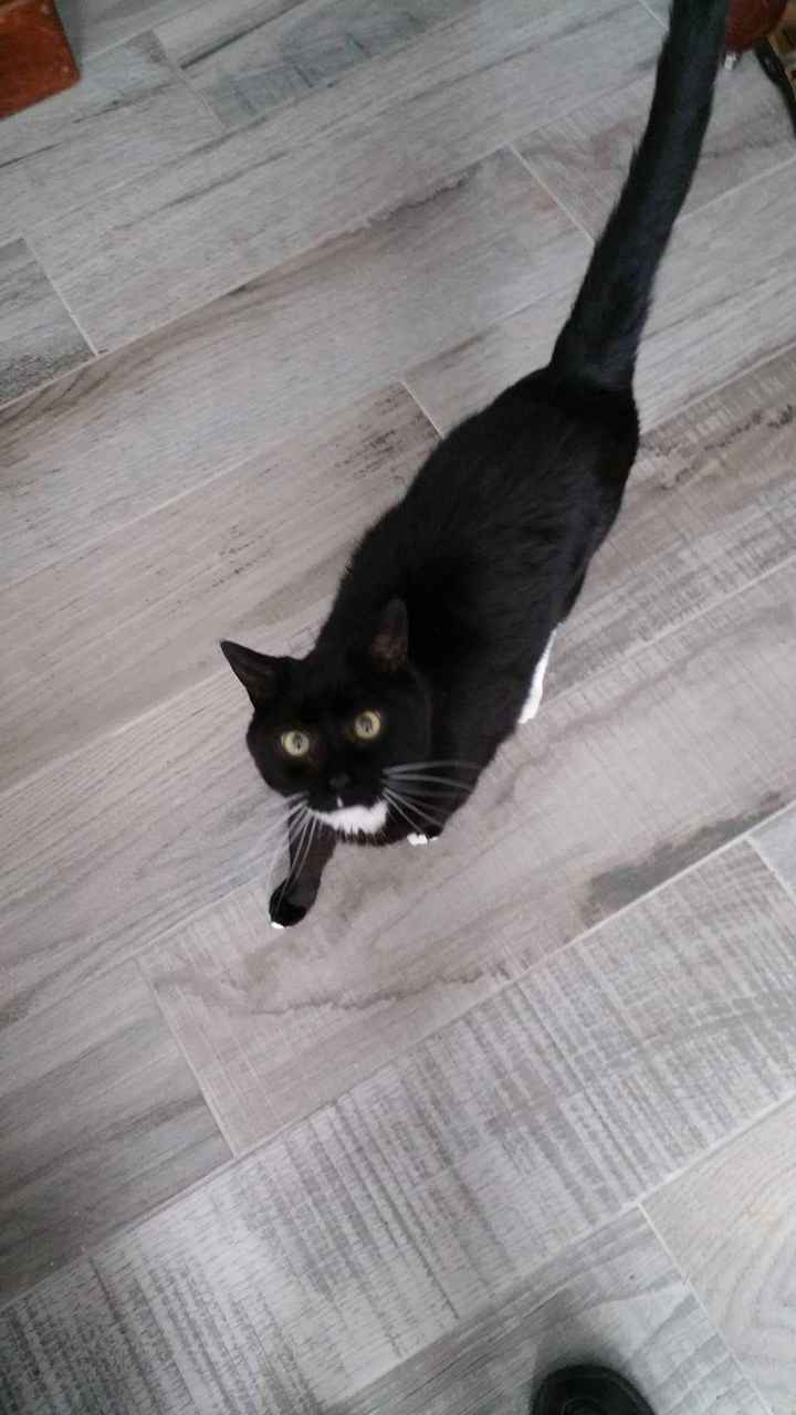 Let me see those fur babies!