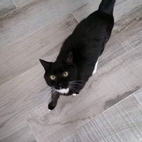 Let me see those fur babies!