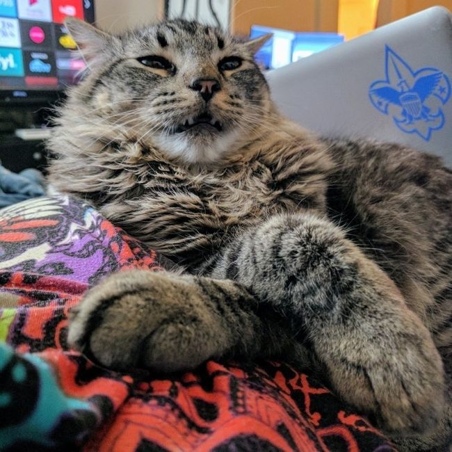 Nwr- show me your fur babies