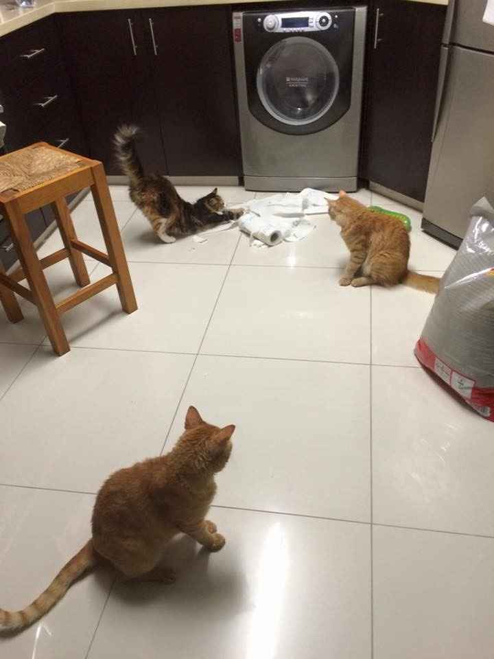 NWR: Name a weird/funny thing your pets do