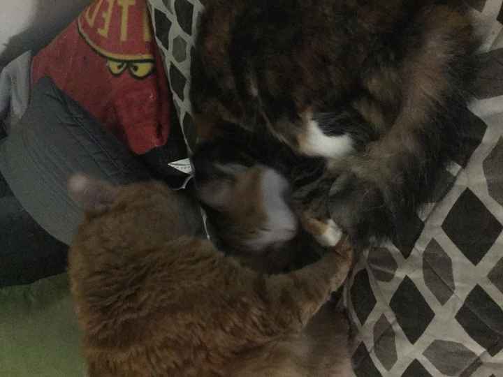 Show my your kitties!