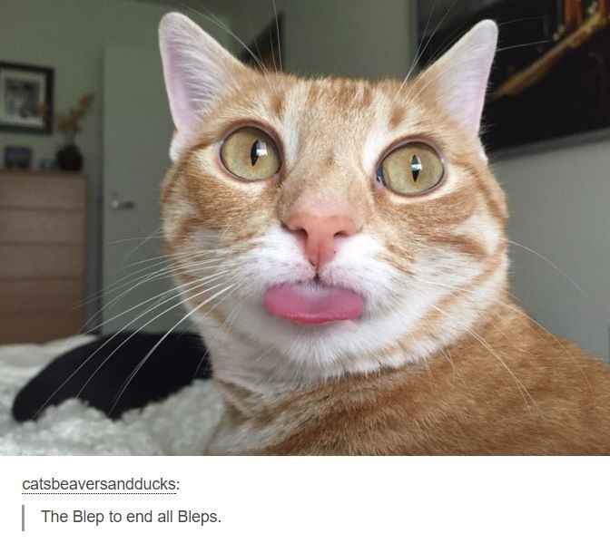 Meme theme of your day?