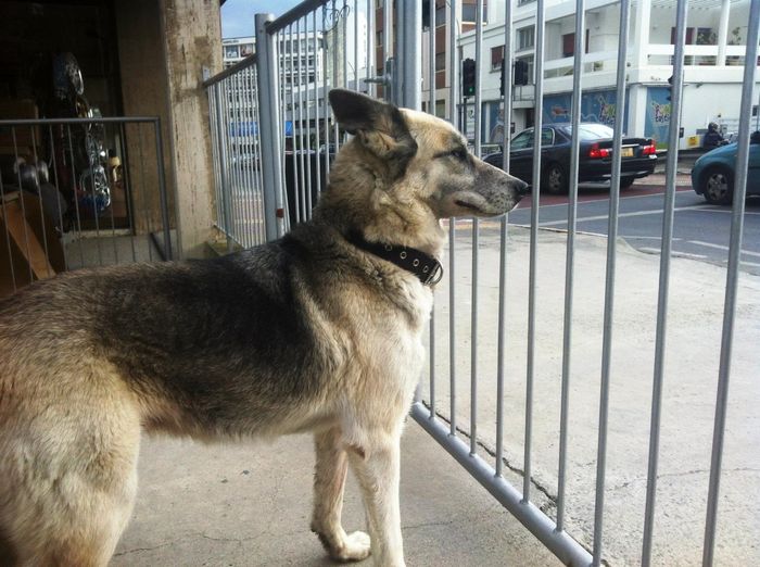 NWR: Bored? Show off your pets!