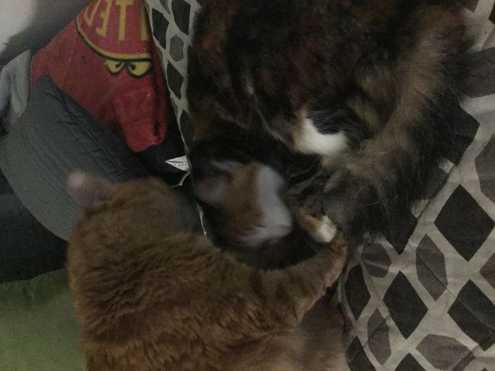 Show my your kitties!