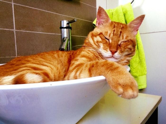 NWR- pets! We love them show me yours :)