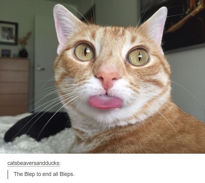 Meme theme of your day?