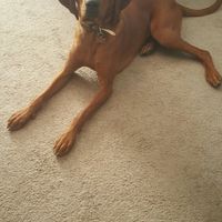 NWR: post pics of your pets!!