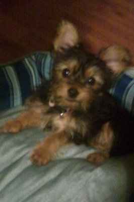 NWR: MY DAUGHTER'S YORKIE