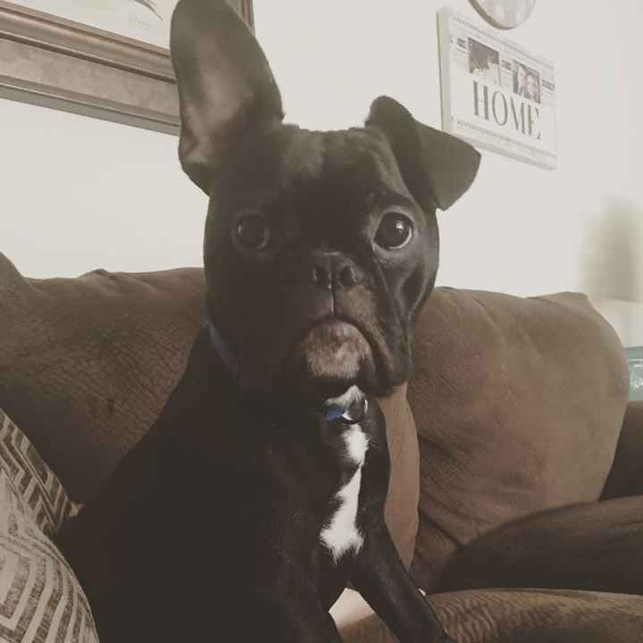 NWR: furbabies. We love our Jolly Ball!