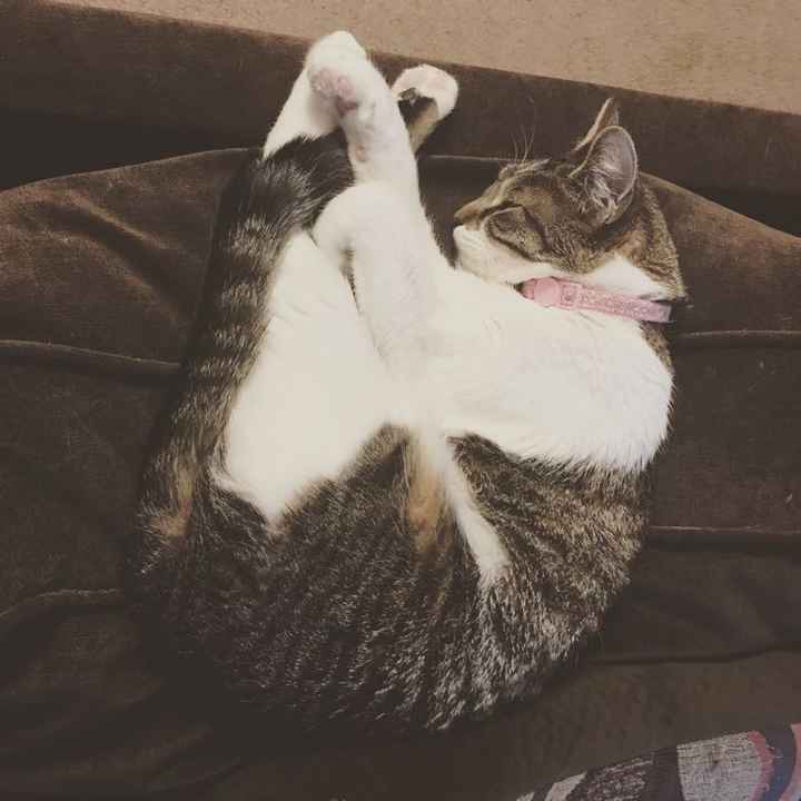 Show my your kitties!