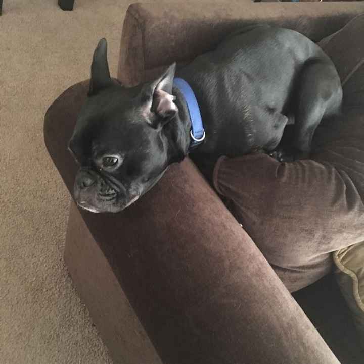 NWR: National Dog Day!