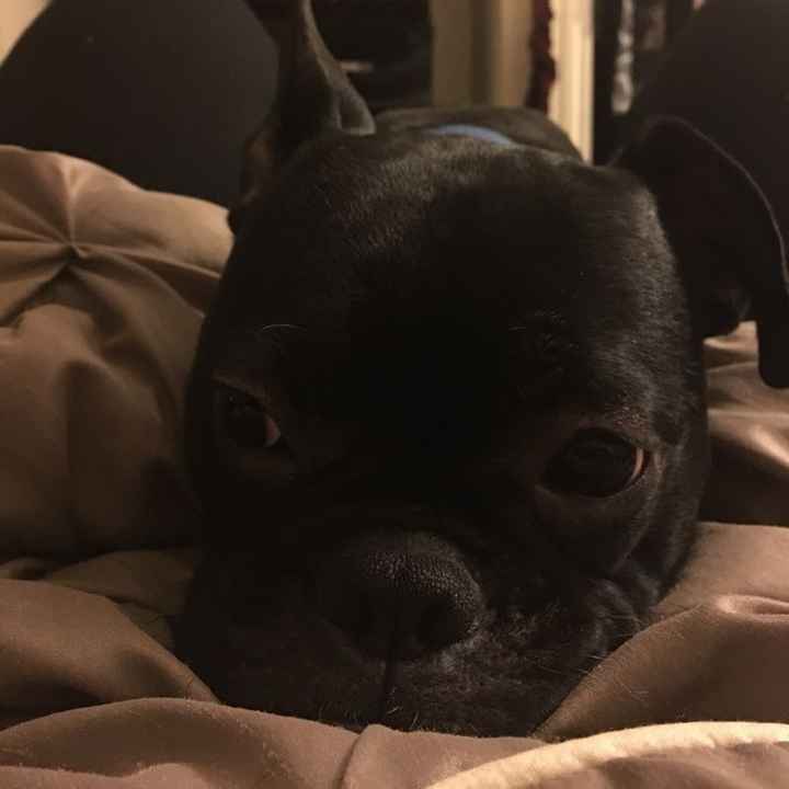 NWR- furbaby is glued to my hip