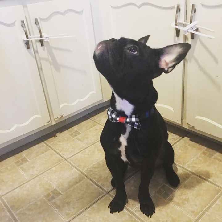 NWR: it's my dogs birthday!