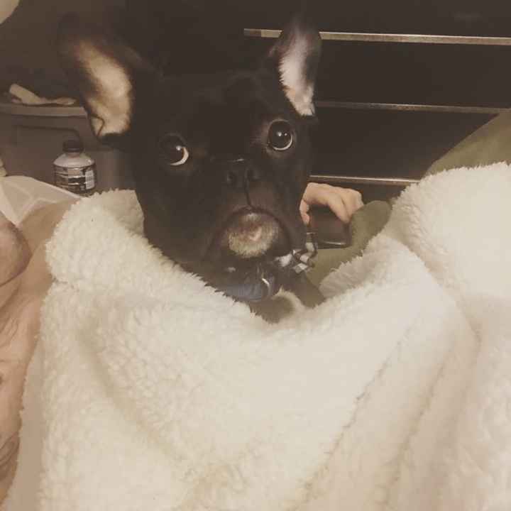 Fur Babies (Give the Best Hugs)