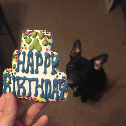 Just ordered my dogs first birthday cake! NWR