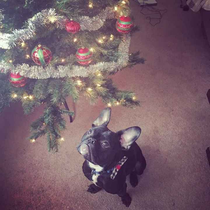 NWR-show me your Xmas trees