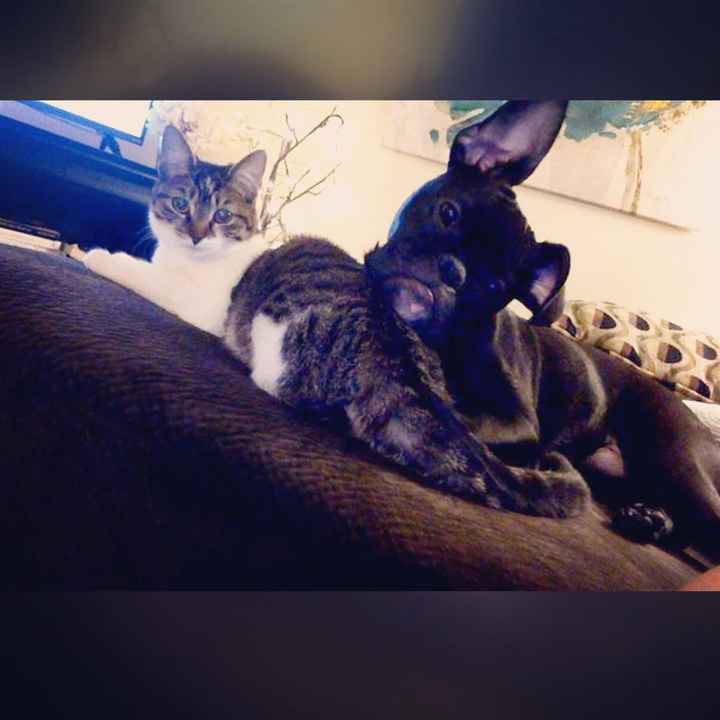 Positive thoughts and pictures of fluffy pets please