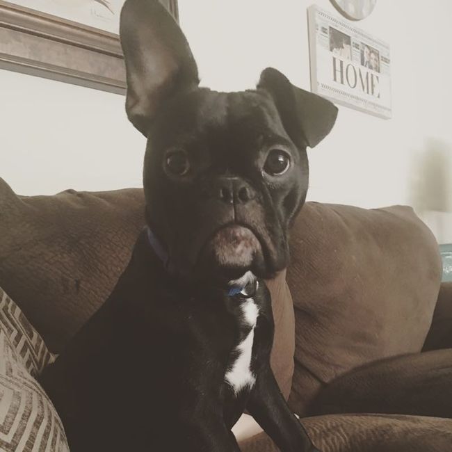 NWR: furbabies. We love our Jolly Ball!