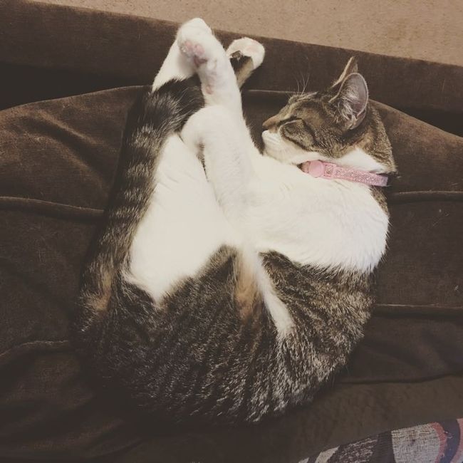 Show my your kitties!