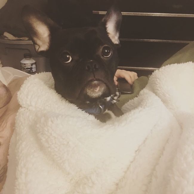 Fur Babies (Give the Best Hugs)