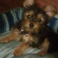 NWR: MY DAUGHTER'S YORKIE