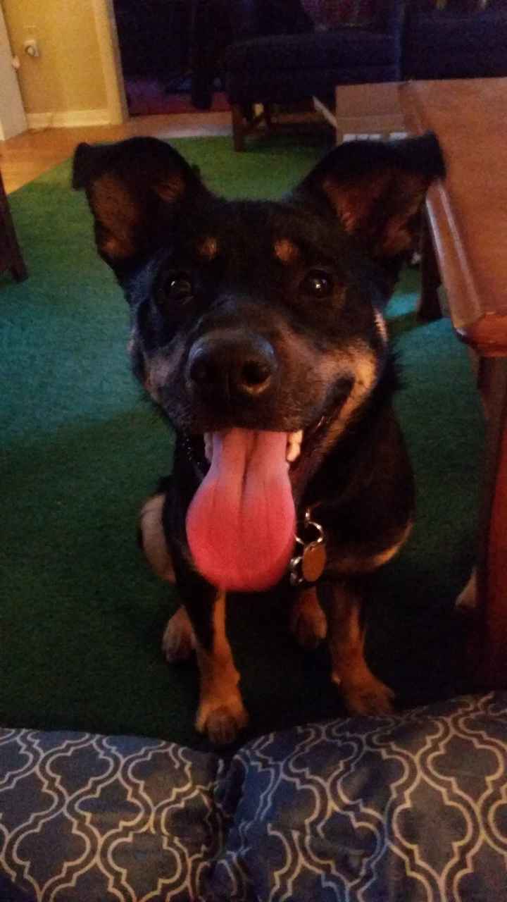 Having your pet in the engagement photos?