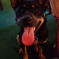 Having your pet in the engagement photos?