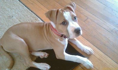 Let's do a show-and-tell about our fur-babies!!!
