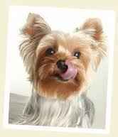 NWR - i'm gonna get fat