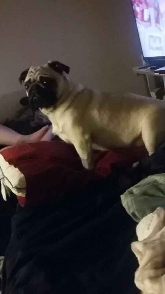 NWR: Puppies and fur babies!