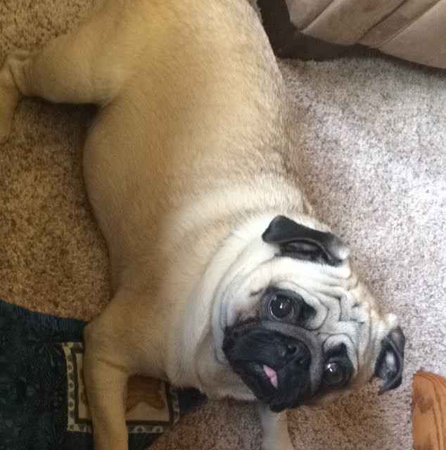 NWR: Our fur baby is going to the big dog park in the sky :(