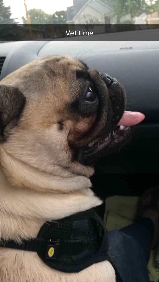 NWR: Adding New Member To Family (Furbaby)!!